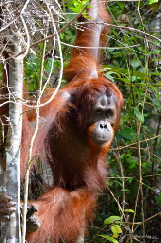 Orangutan in a tree in Borneo