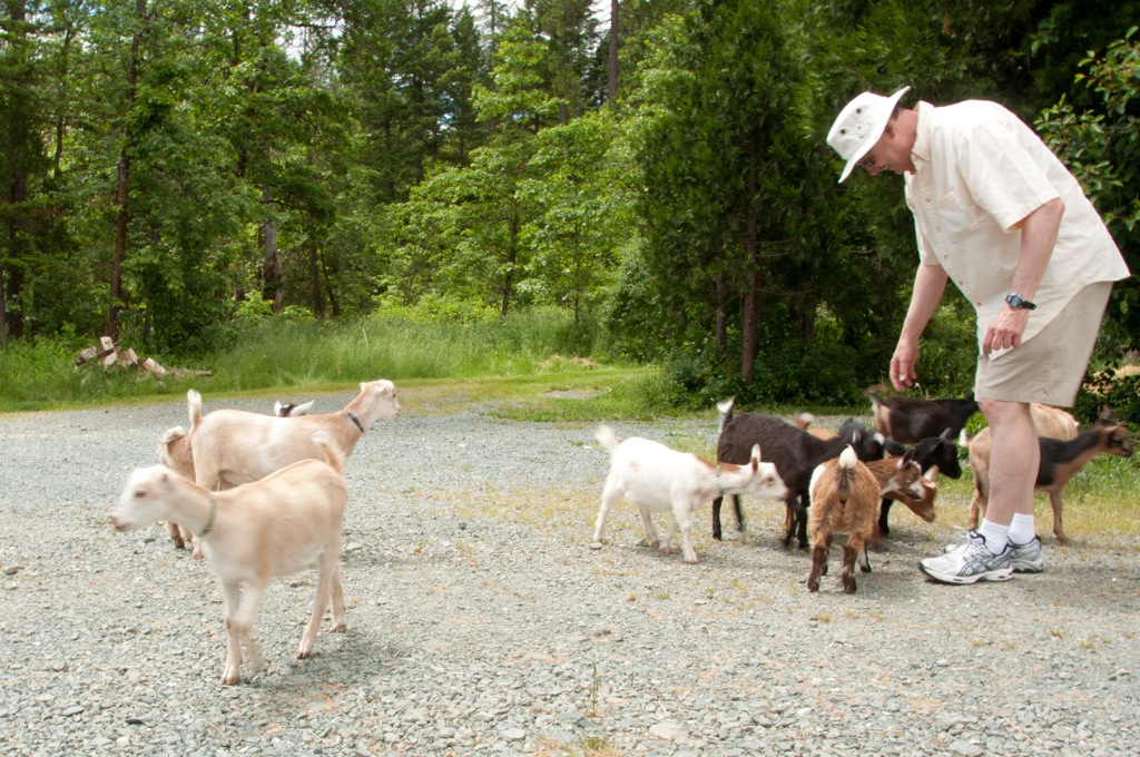 Pygmy goats at farm in Oregon