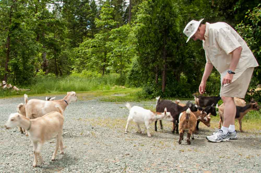 a self-guided press trip in Oregon at a farm with pygmy goats