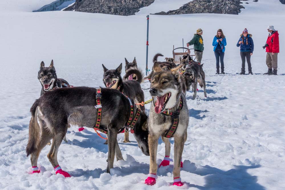 who would think a press trip would land you on a glacier at a dog-sled camp?