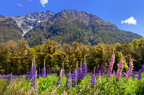 sense-of-place New Zealand lupines and mountains