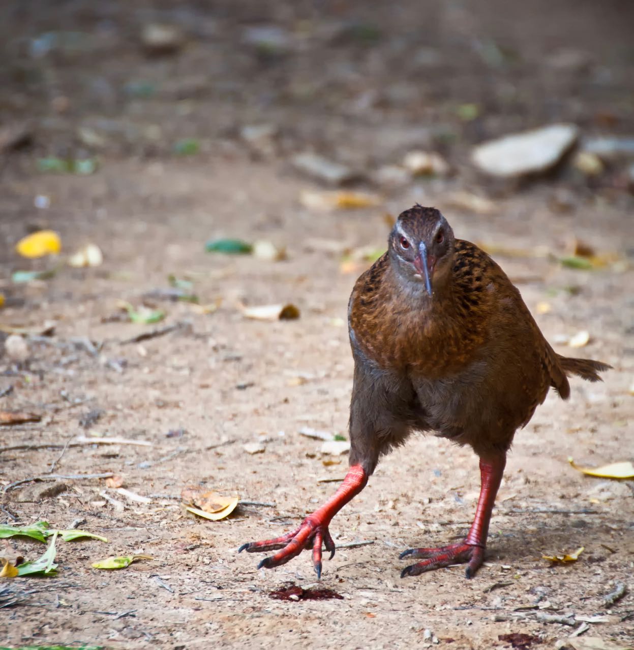 weka in new zealand