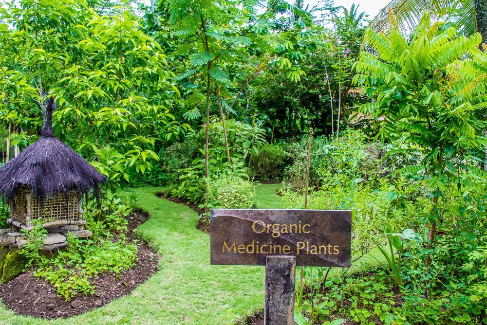Organic garden at Fivelements, Ubud, Bali, Indonesia.