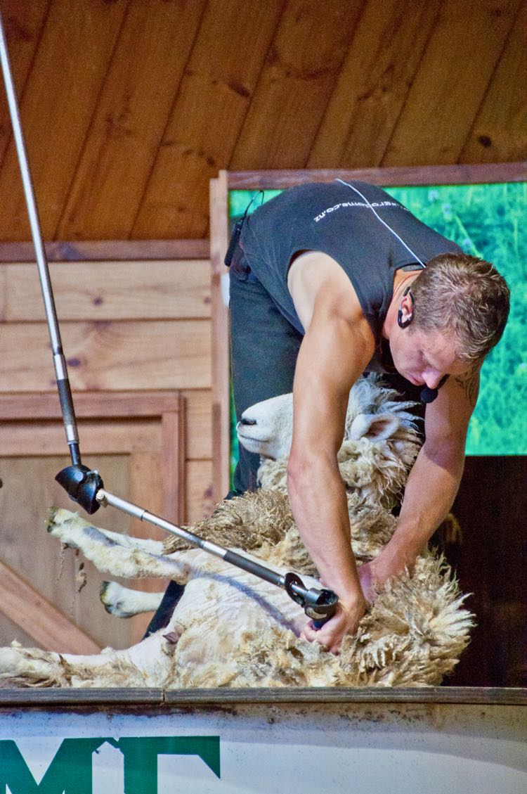 sheep shearing in New Zealand