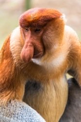 probiscus monkey, Borneo