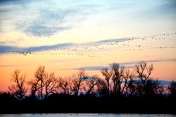 sandhill cranes at dawn